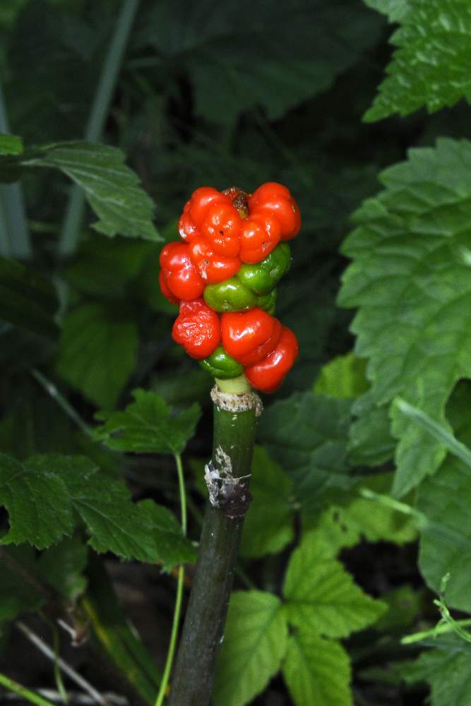 Bacche rosse, di Arum sp. (Araceae)